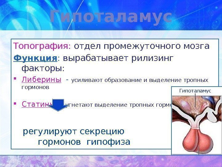 Гипоталамус Топография:  отдел промежуточного мозга Функция :  вырабатывает рилизинг факторы:  Либерины